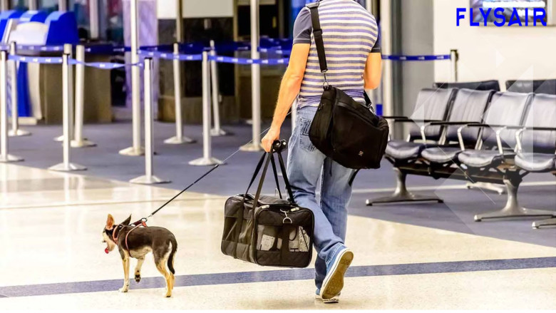 Airline Pet Policies: What You Need to Know